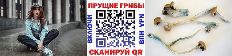 Псилоцибиновые грибы GOLDEN TEACHER  Онега 